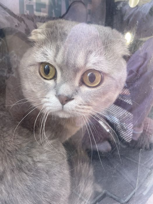 Mushuk scottish fold