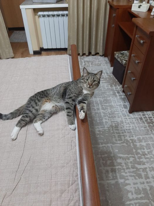 Продам кавёр 2,290 × 3,205