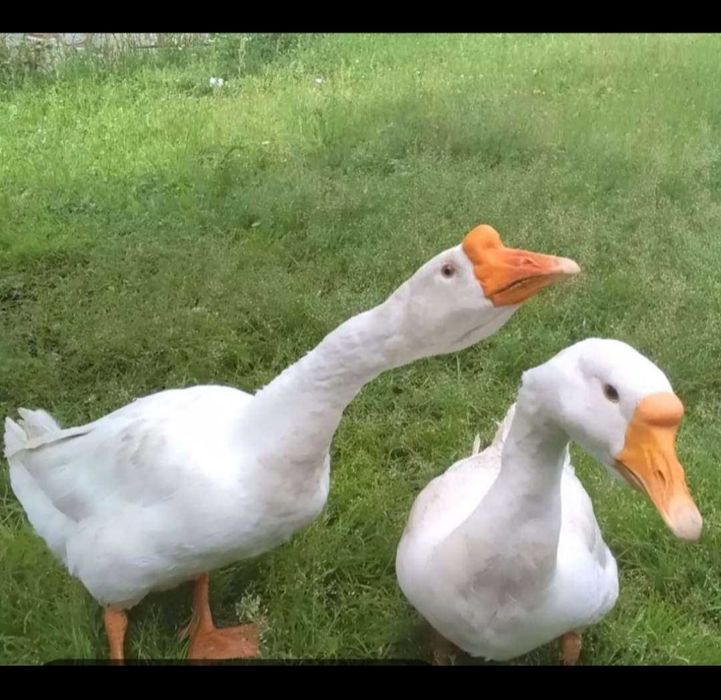 Газ, қаз,  жумырткалары