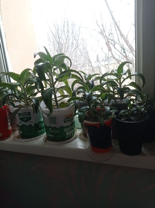 Каланхоэ цветы лечебные