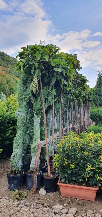 Plante ornamentale, pon pon, spirale glob 3 pe tija / tuia gard viu