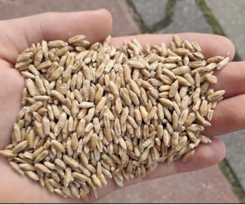 Triticale productie 2025
