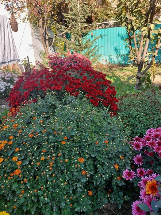 Хризантема отросток саламын.