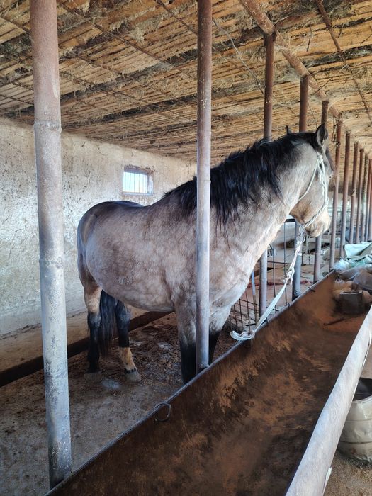 Айғыр 6жасар Айғыр