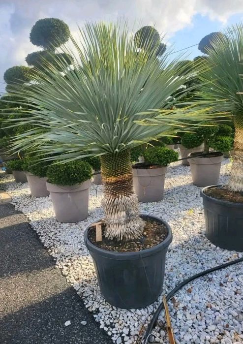 Palmieri naturali pentru gradină sau interior diferite dimensiuni