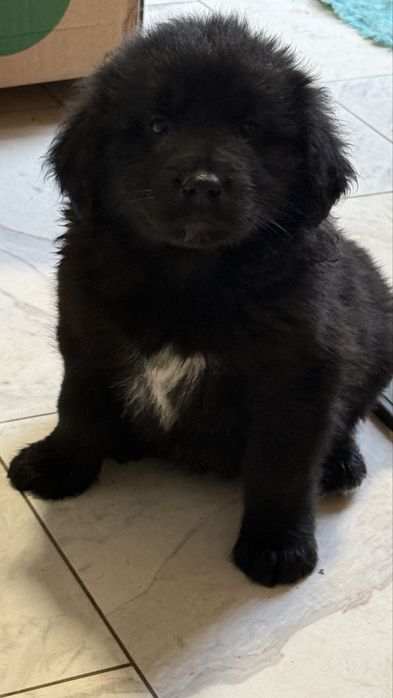 Ciobanesc romanesc corb