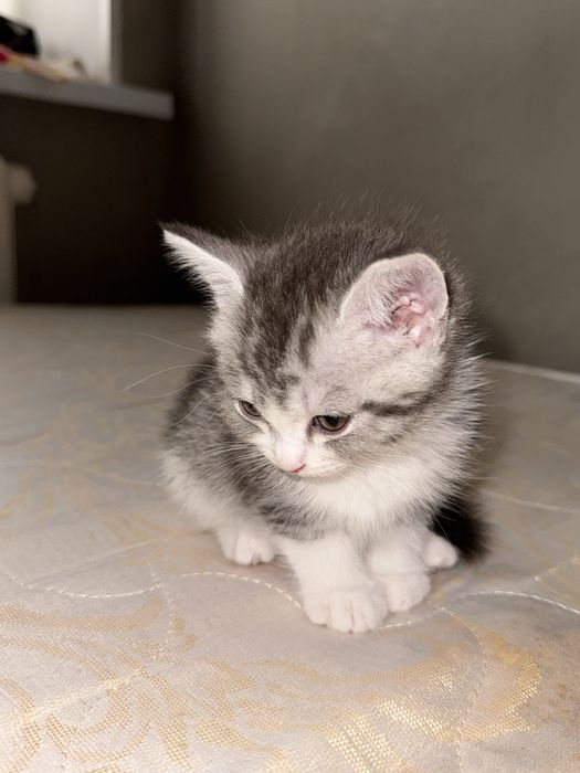 В добрые руки отдам котенка