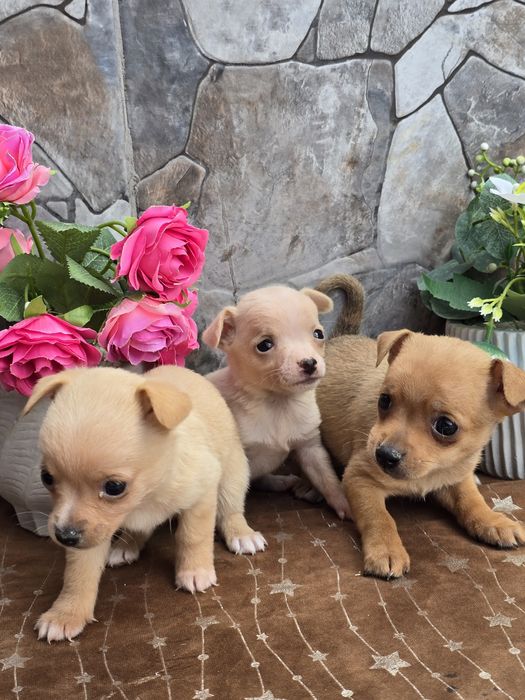 Мини чиху пинчери