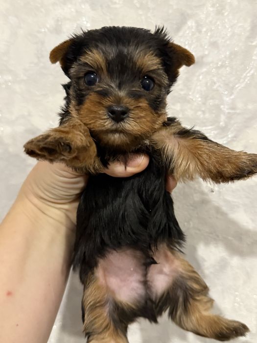 Мальчик йорчик мини