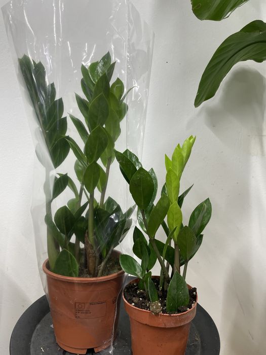 Замиакулькас (доллоровое дерево)