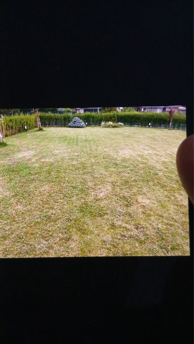 Лигуструм  отгледан