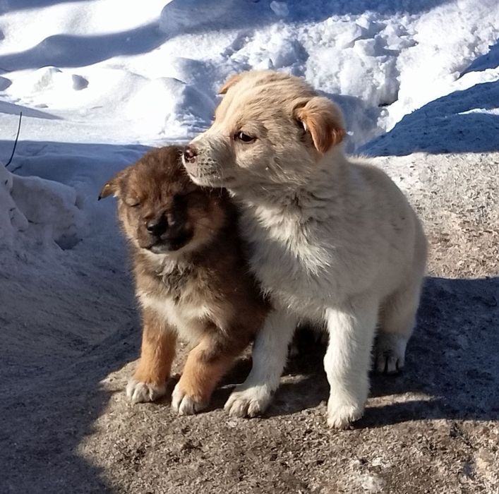 Срочно ищем дом щеночкам- бездомышам!
