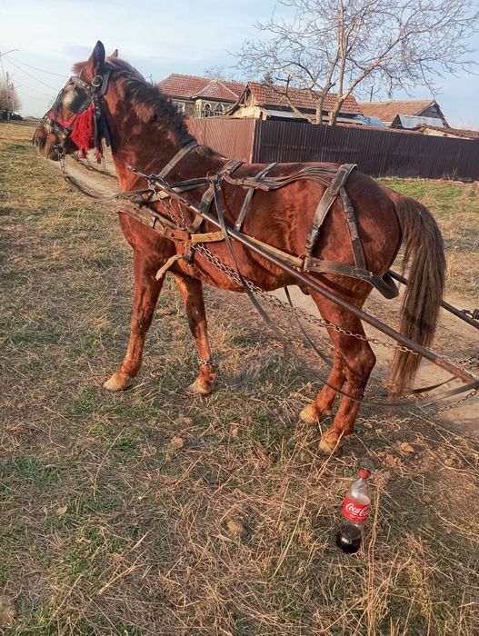 Cal de vânzare Punghina