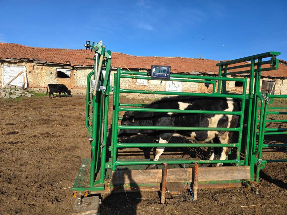 Телета мъжки за клане