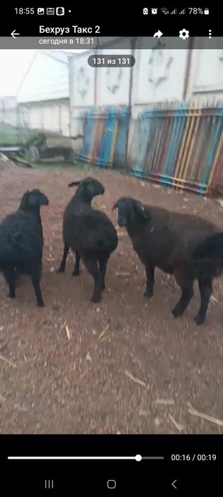 Куй кузи 3 та ургочи