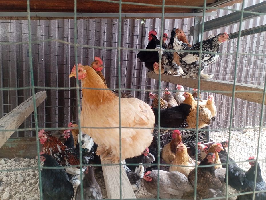 Продам курей молодых домашних