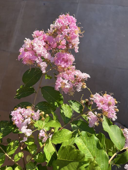 Liliac Indian Fucsia și Mov1,5 m