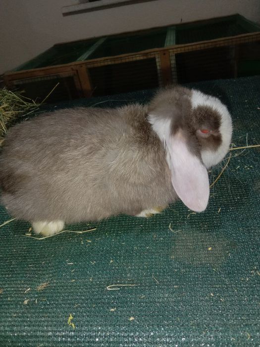 Кролик декаративние