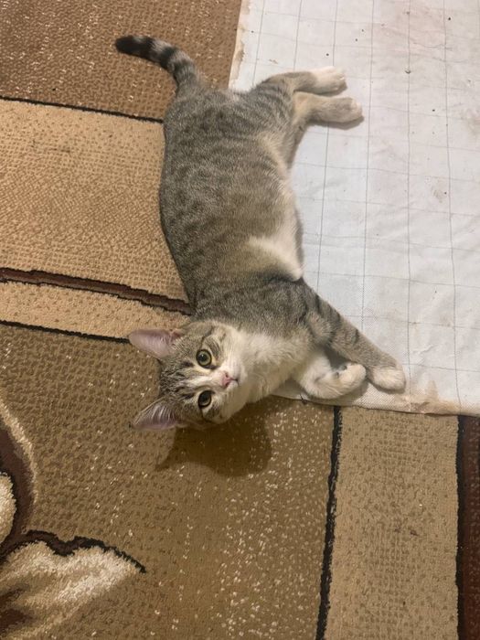 Отдадим в добрые и ответственные руки красивого котёнка