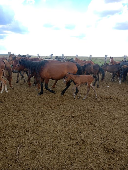 Продам кобылу с жеребенком
