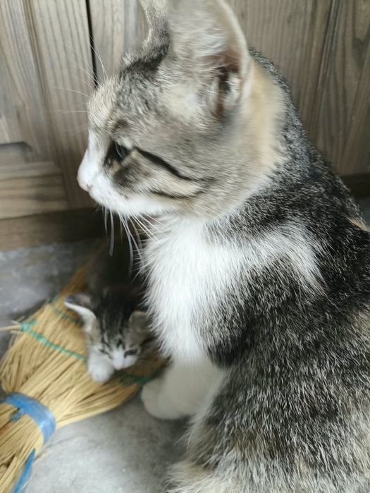 Отдам домашних котят в добрые руки 1.5 мес
