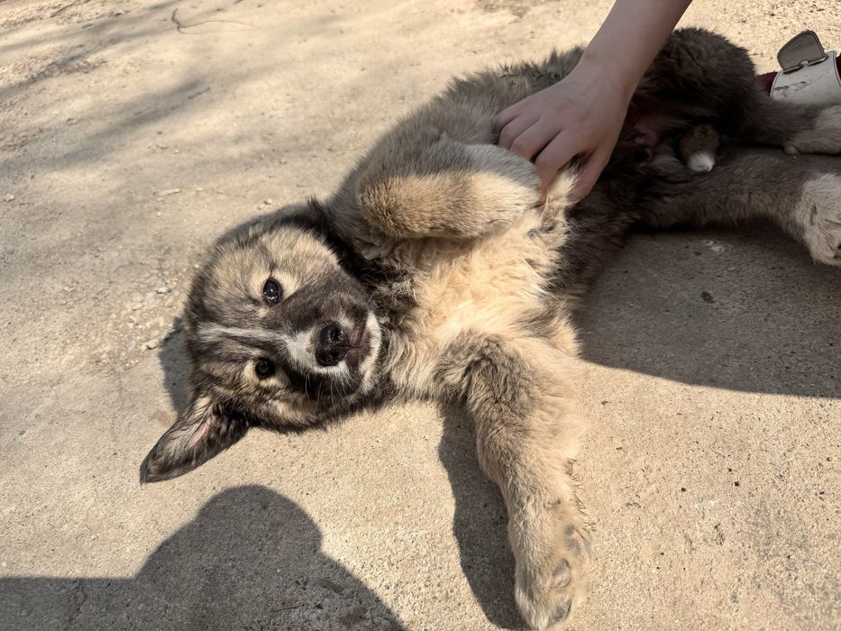 Отдам щенков в добрые руки