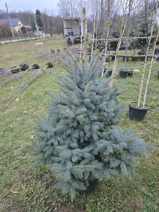 Brad argintiu și verde