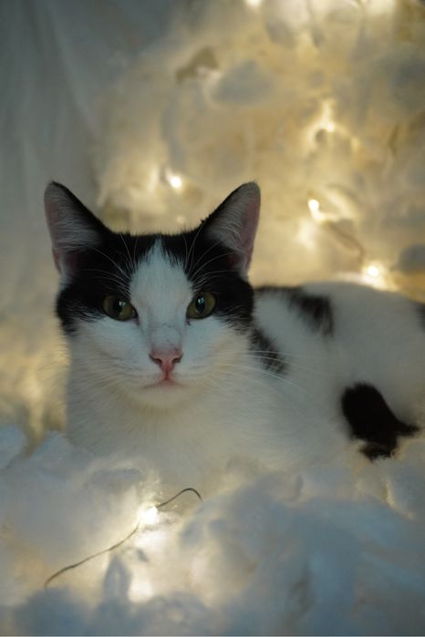 Кошка в добрые руки