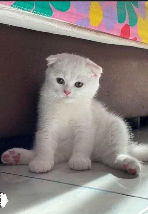 Продаются котята скоттиш страйт и фолд