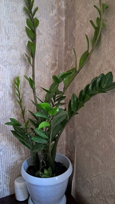 Продам домашние цветы долларовое дерево