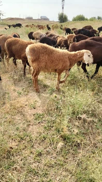 Продам Арашан козы кошкар
