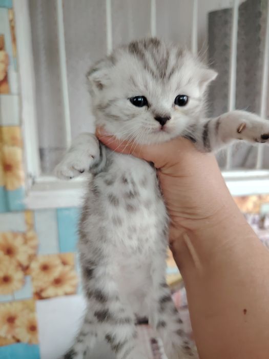 Ласковые котята ищут дом
