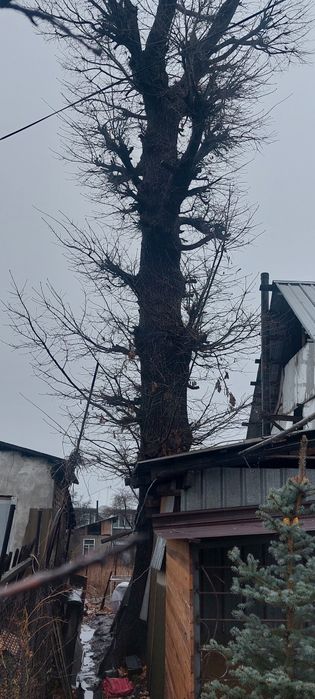 Продам дерево дуба