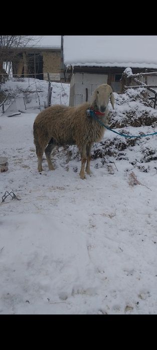 Vând berbec s-au schimb pe oi