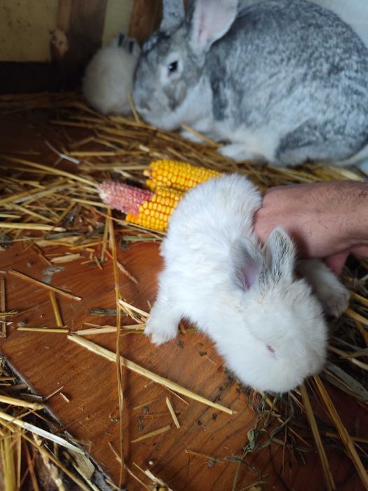 Iepurași de vanzare