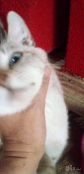 Сиамская кошка с котятами