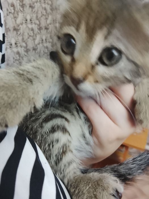 Отдам котенка мальчик 2 месяца