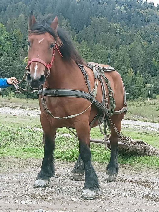 Vând iapă gestantă