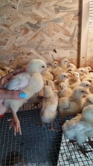 Продавам пиленца Жълто Пиле ДЮК