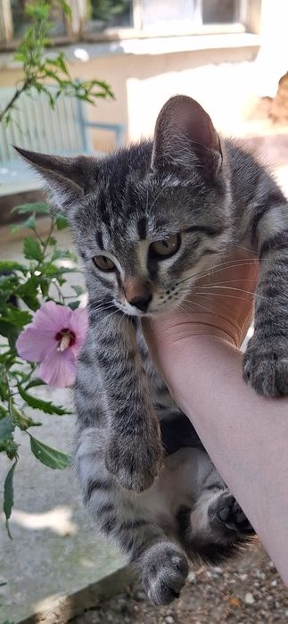 Отдадим котёнка в добрые руки. Мальчик 3 мес.