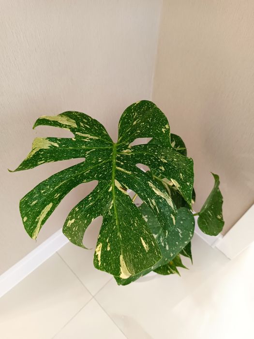 Могстера Тайское созвездие продам