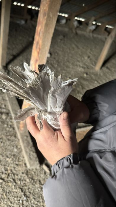 Голубь(кептер)