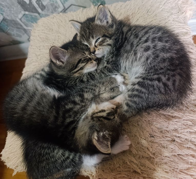 Домашние котята в добрые руки!