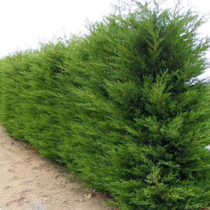 Leylandii gard viu veșnic verde, iarna, Cupressus, chiparos,teren casă