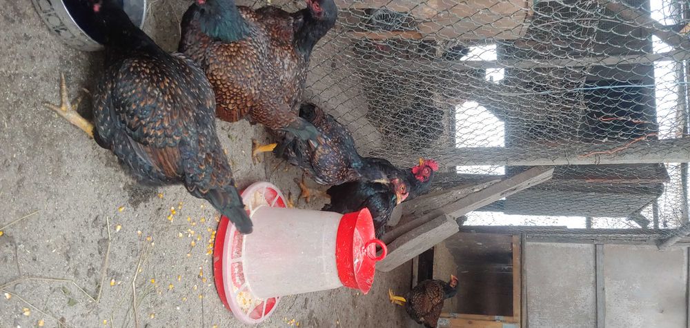 Oua de incubat din rasa combatant indian talie mare