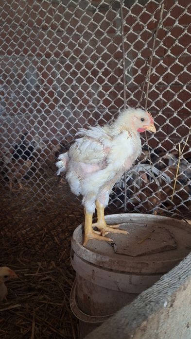 Vând pui albi peste 1 kg