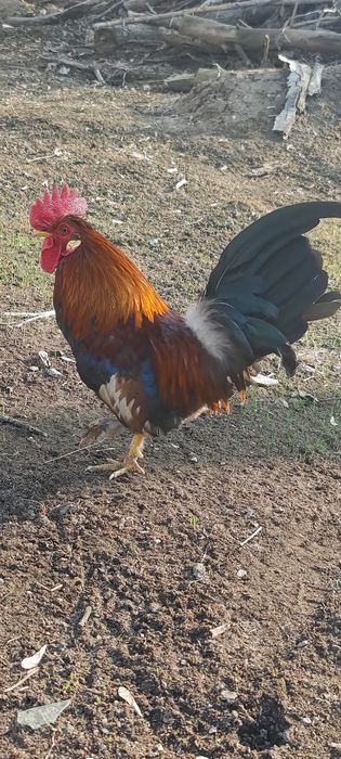 Продам карликовых петушков