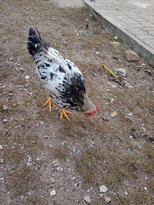 Vând 13 cocoși foarte frumoși