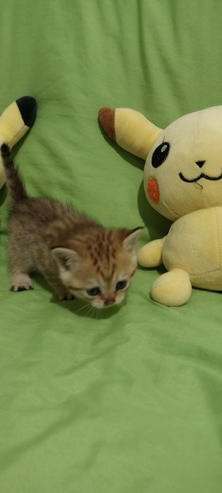 Продам котят Скоттиш Страйт фолд