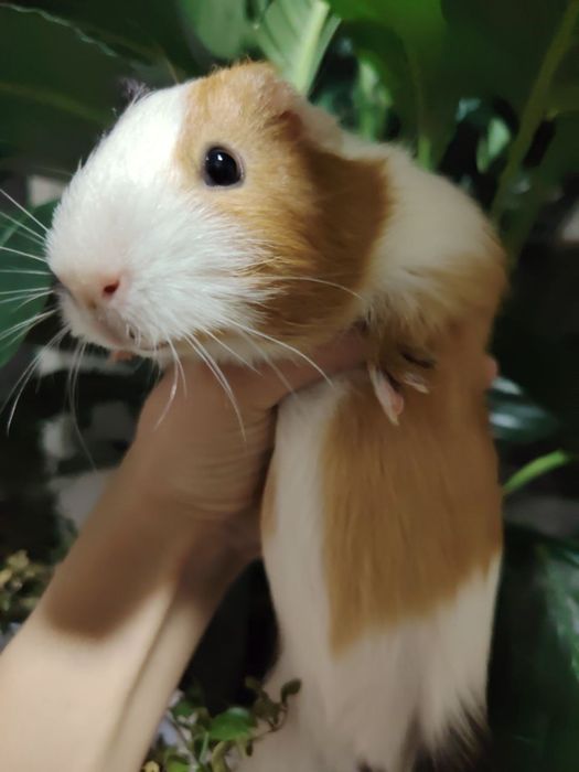 Морские свинки , очень красивенькие, ласковые!